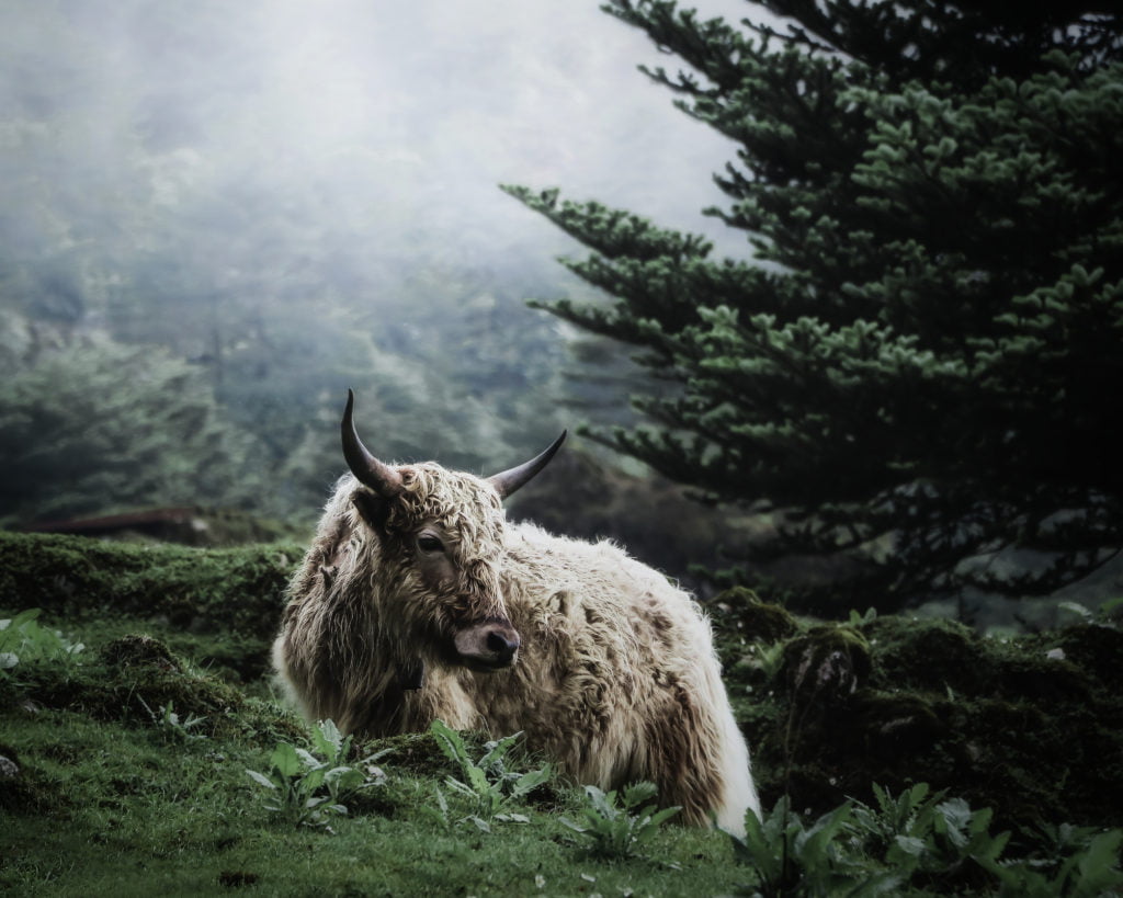 © Shivansh Mathur, India, Shortlist, Open competition, Natural World & Wildlife, 2020
﻿