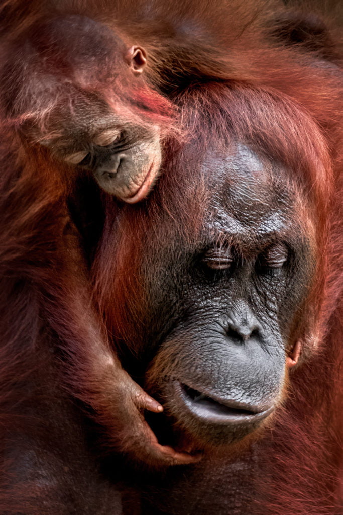 © Julia Wimmerlin, Ukraine, Shortlist, Open competition, Natural World & Wildlife, 2020
﻿