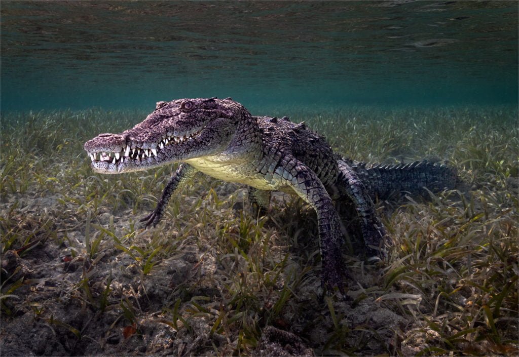© David Keep, United Kingdom, Shortlist, Open competition, Natural World & Wildlife, 2020 Sony World Photography Awards
﻿