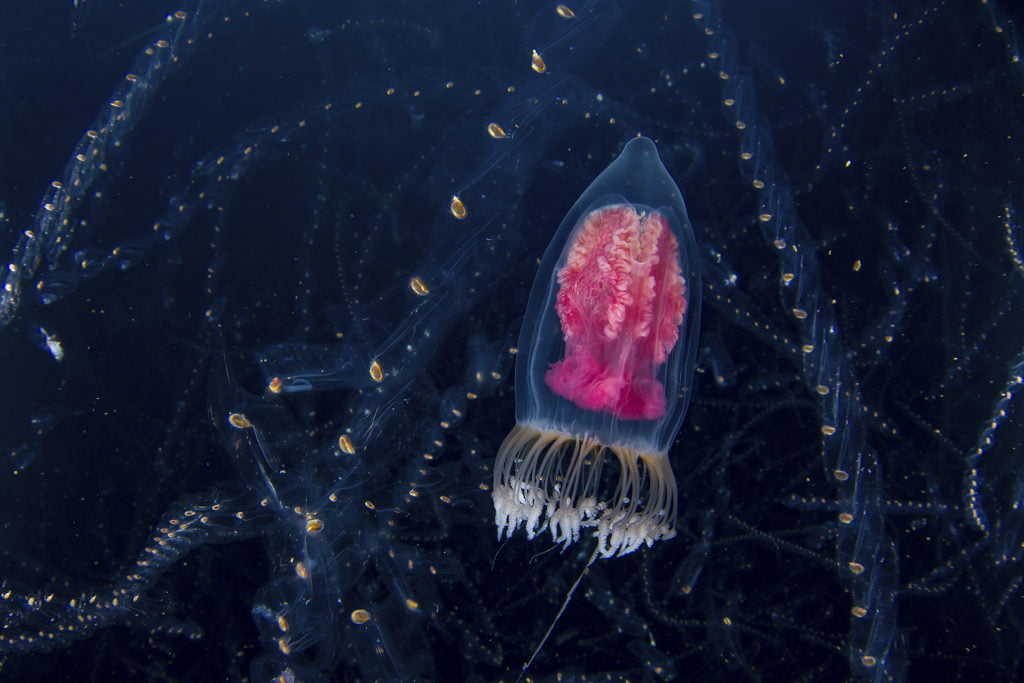 © Domenico Tripodi, Italy, Shortlist, Open competition, Natural World & Wildlife, 2020
﻿