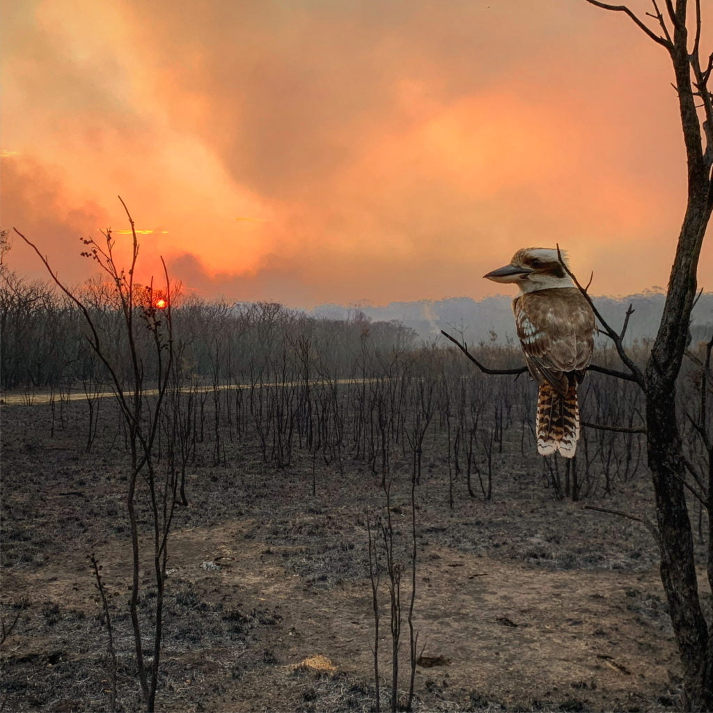 © Adam Stevenson, Australia, Shortlist, Open competition, Natural World & Wildlife, 2020 Sony World Photography Awards
