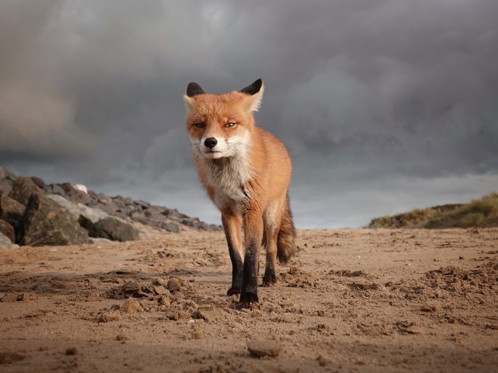 © Marleen Van Eijk, Netherlands, Shortlist, Open competition, Natural World & Wildlife, 2020 Sony World Photography Awards
﻿