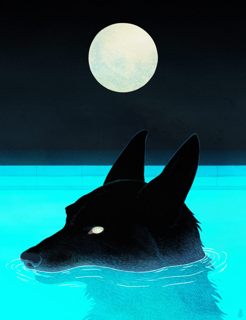 There was something in the pool last night.  loup dans la piscine animaux étranges