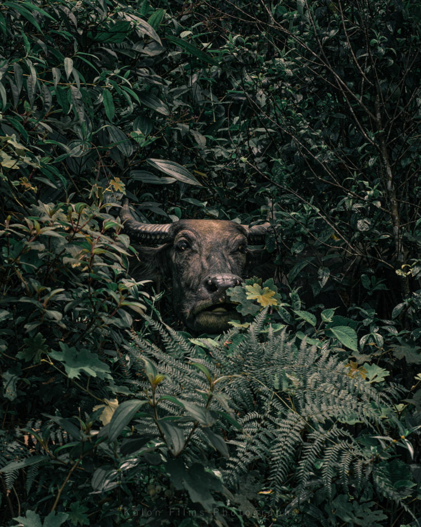 © Will Venter, South Africa, Shortlist, Open competition, Natural World & Wildlife, 2020 Sony World Photography Awards
﻿