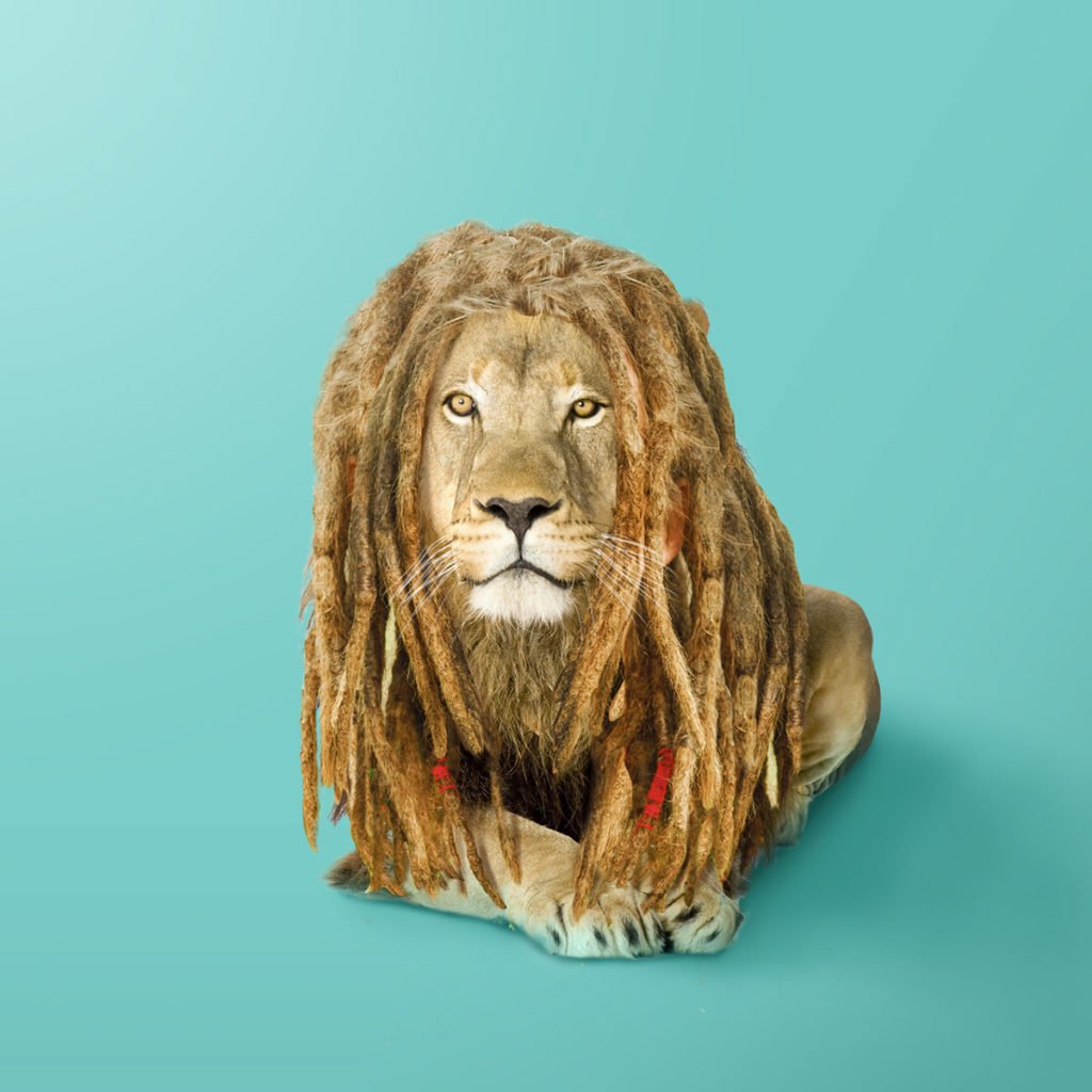 lion rastaman par 360Brain