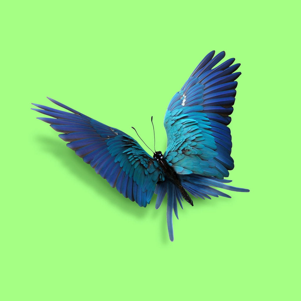 Montages photos d'un papillon oiseau par Artem Pozdnyakov 360Brain