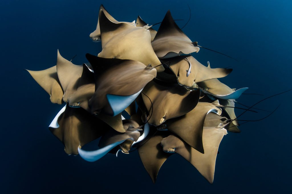 © Alex Kydd, Australia, Shortlist, Open competition, Natural World & Wildlife, 2020 Sony World Photography Awards
﻿
