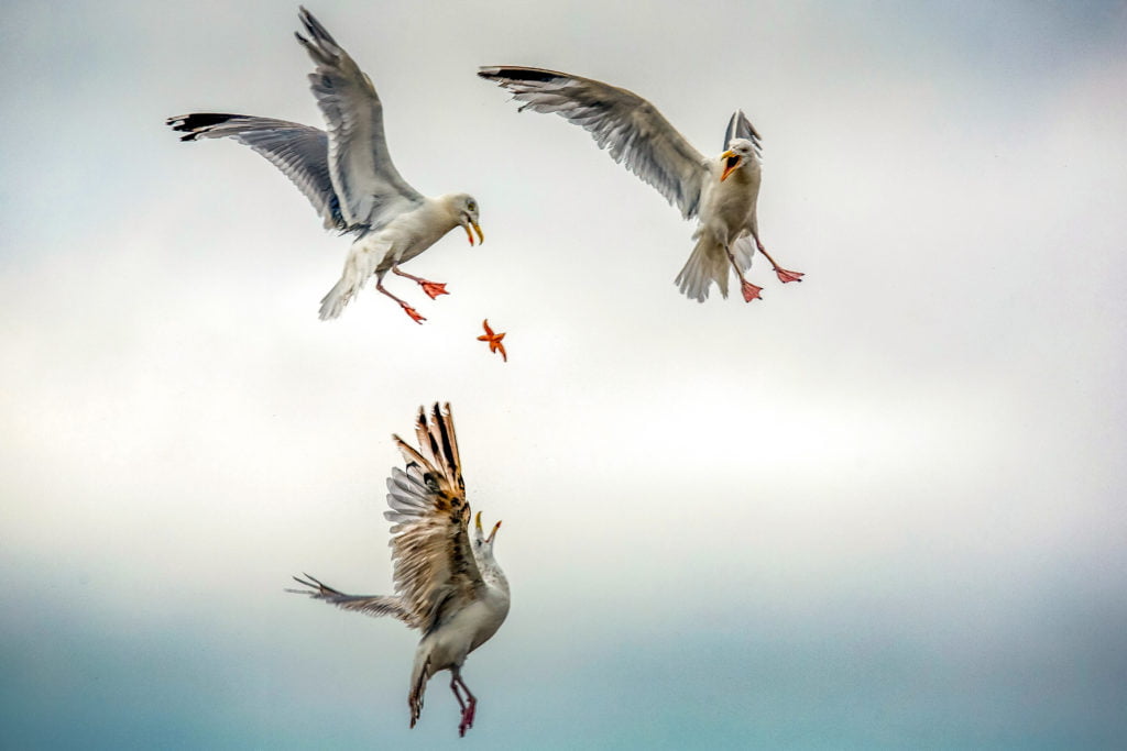 © Caroline Paux, France, Shortlist, Open competition, Natural World & Wildlife, 2020 Sony World Photography Awards