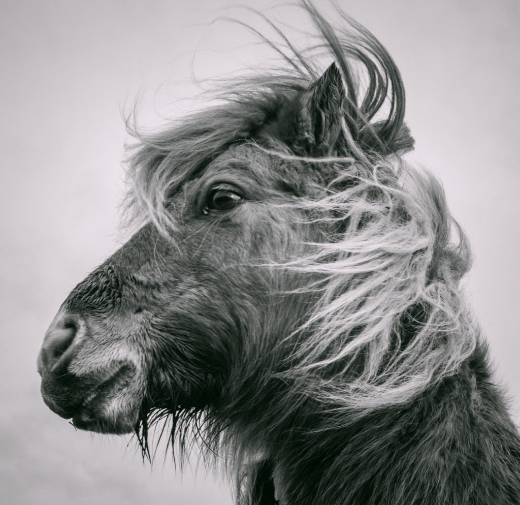 © MICHAEL FAINT, United Kingdom, Shortlist, Open competition, Natural World & Wildlife, 2020 Sony World Photography Awards