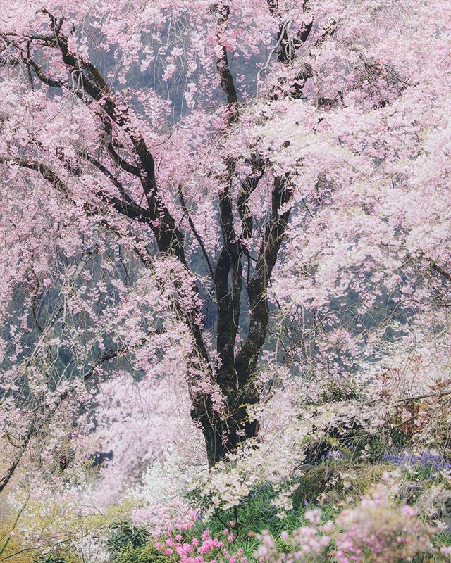 hiro goto japon sakura