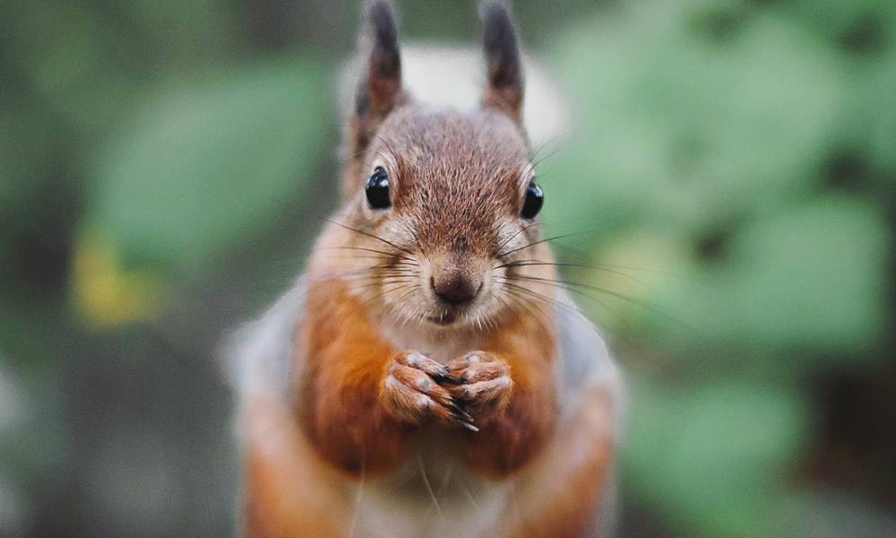 Les captivantes photos de la faune Finlandaise par Joachim Munter