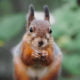 Les captivantes photos de la faune Finlandaise par Joachim Munter