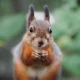Les captivantes photos de la faune Finlandaise par Joachim Munter