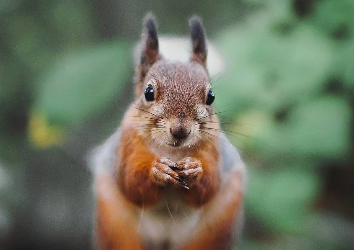 Les captivantes photos de la faune Finlandaise par Joachim Munter