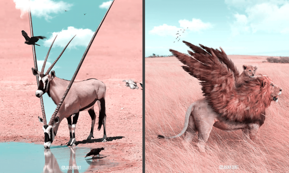 Les animaux chimériques de Julien Tabet
