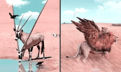 Les animaux chimériques de Julien Tabet
