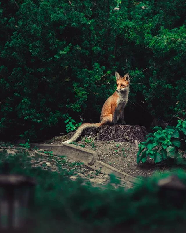 renard finlande