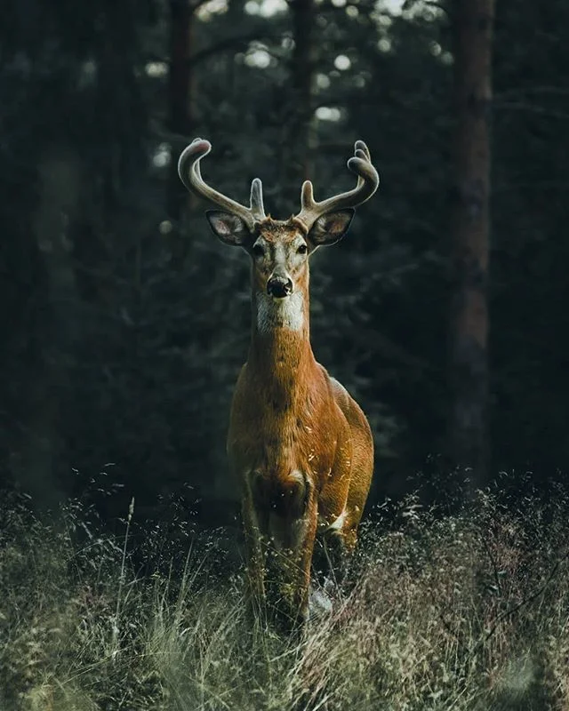 cerf