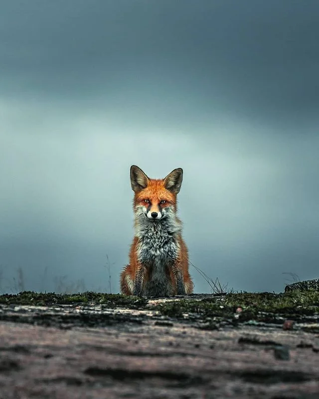 Joachim Munter renard photos finlande