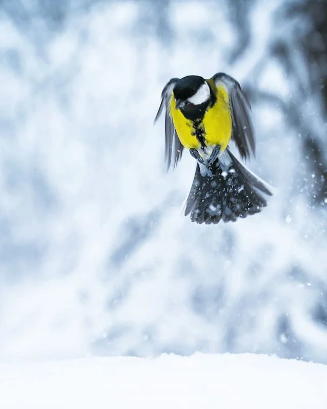 Joachim Munter photos finlande oiseau