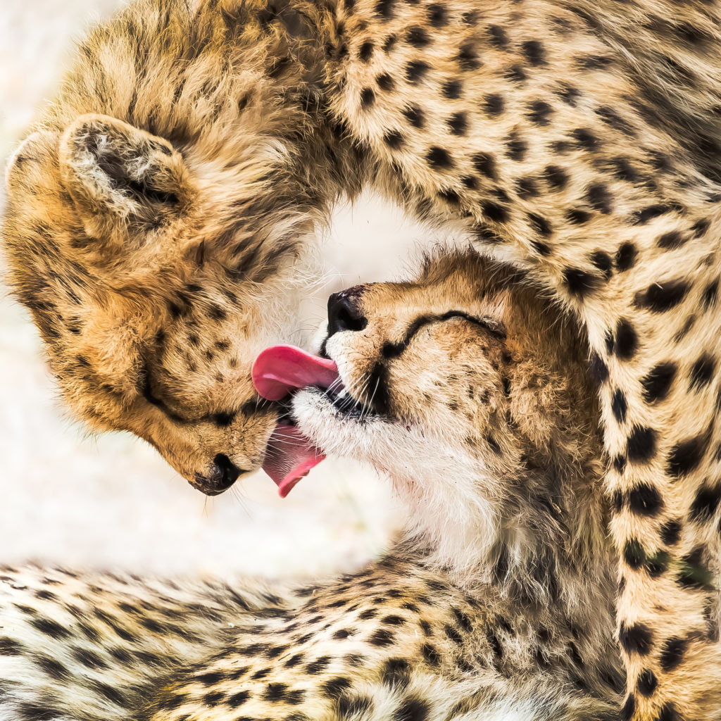 © Guofei Li, China Mainland, Winner, Open competition, Natural World & Wildlife, 2020 Sony World Photography Awards
﻿