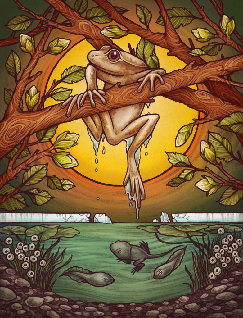 bestiaire illustré grenouille