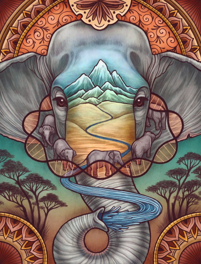 Kate O'Hara éléphants