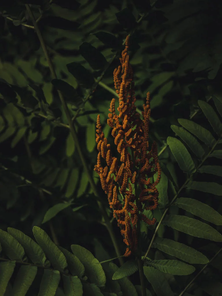 Dark Nature