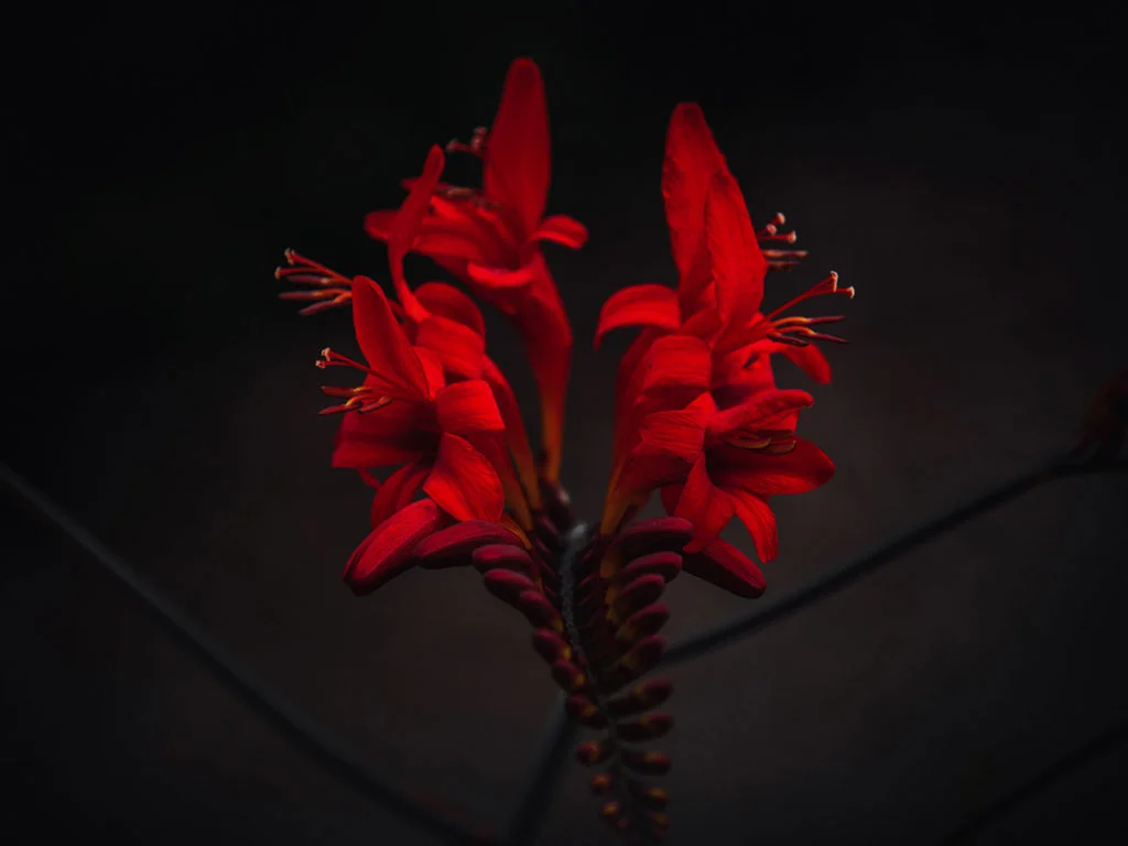 Dark Nature