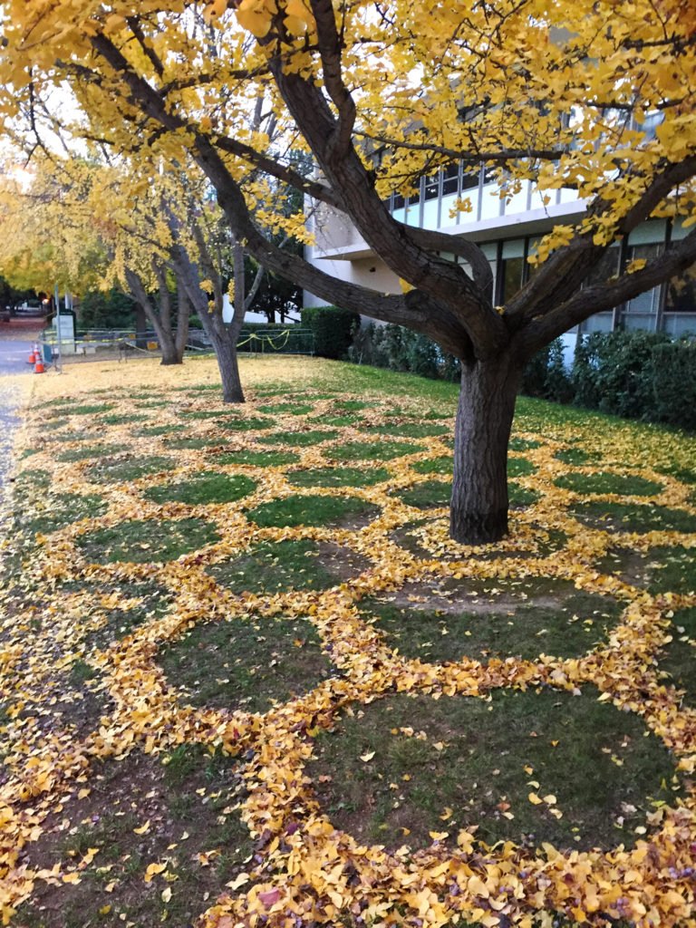 Nid abeille en feuilles mortes