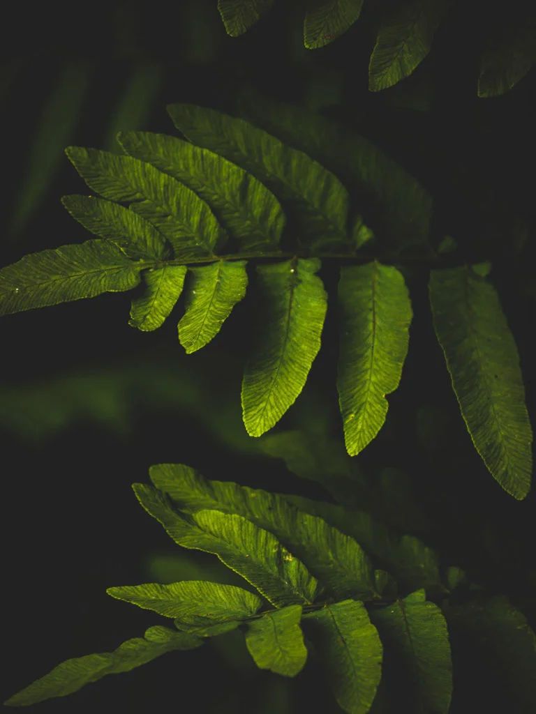 Dark Nature