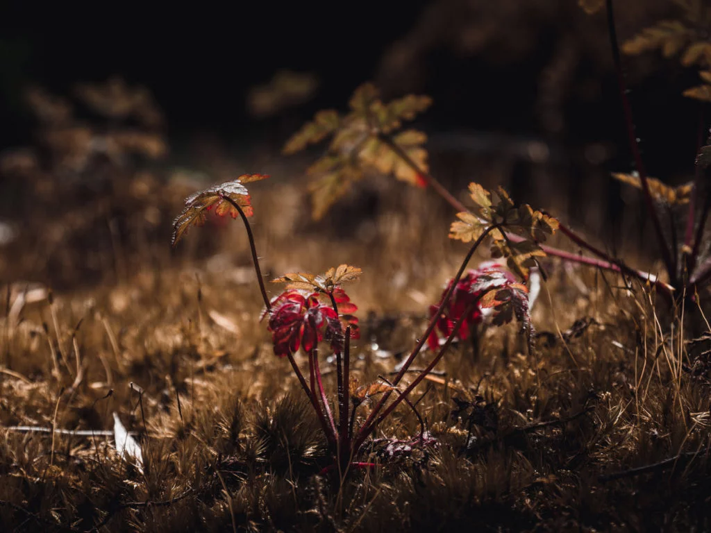 Dark Nature