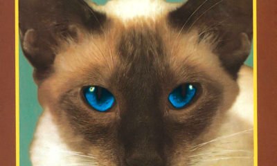L'album de la semaine : Chesire Cat - Blink-182