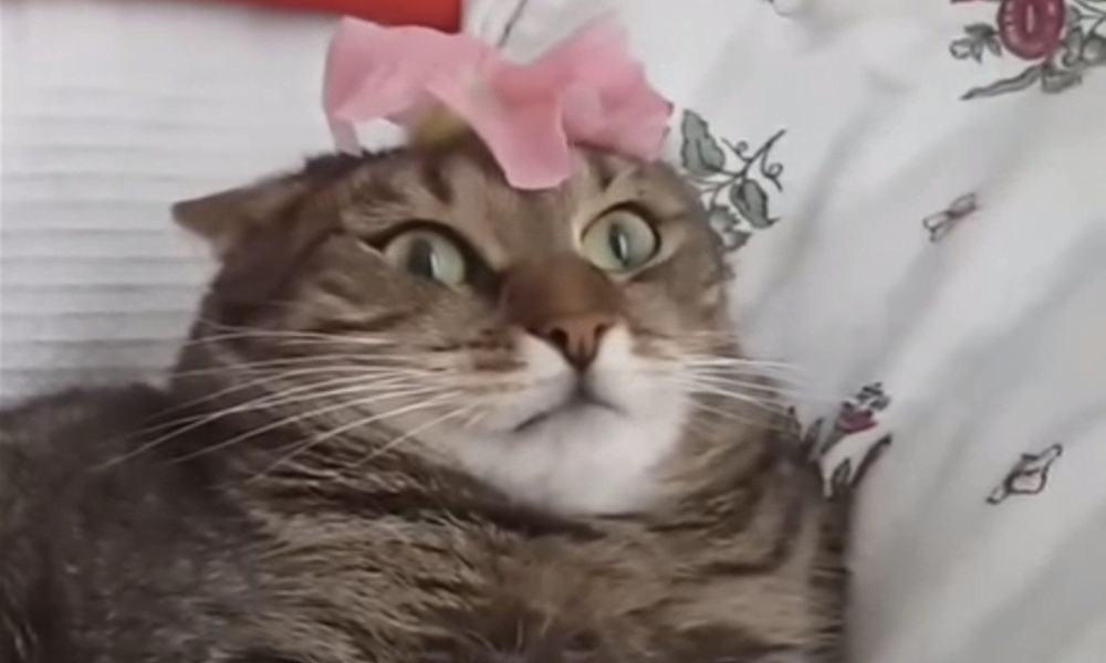 La fusion entre un chat et l’univers… Un moment épique.