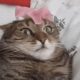 La fusion entre un chat et l’univers… Un moment épique.