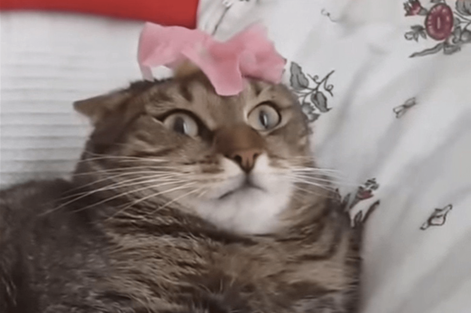 La fusion entre un chat et l’univers… Un moment épique.