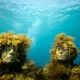 Les sculptures sous-marines de Jason deCaires Taylor