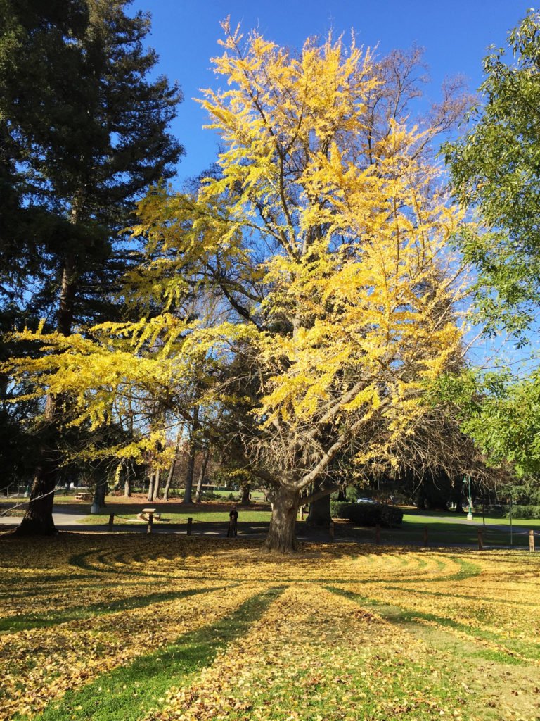 Arbre feuilles jaunes automne