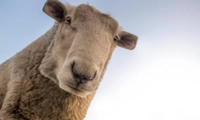 Les animaux carrés de Ditpict