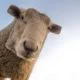Les animaux carrés de Ditpict