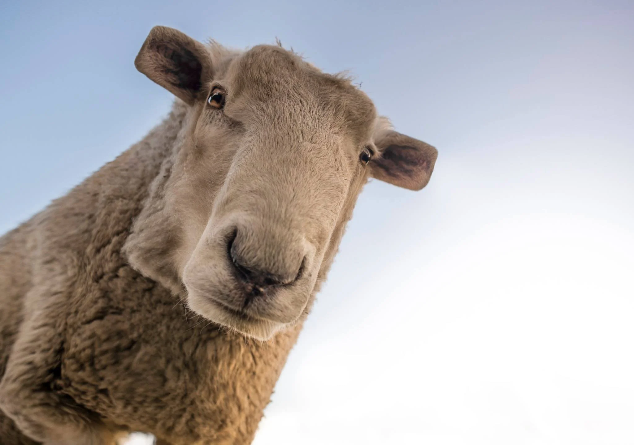 Les animaux carrés de Ditpict