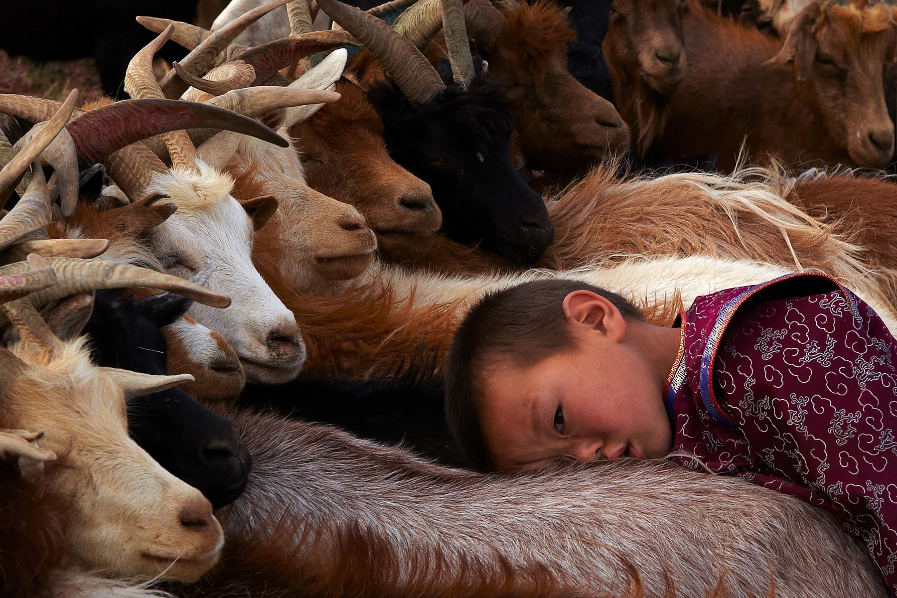Enfant d’une famille nomade parmi le troupeau en Mongolie par Andrew Newey