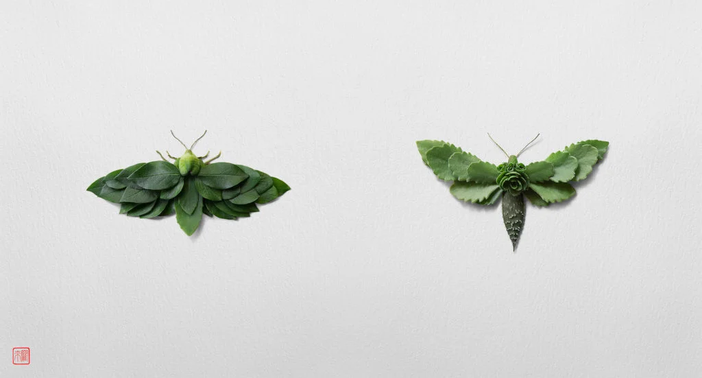 Insecte végétal