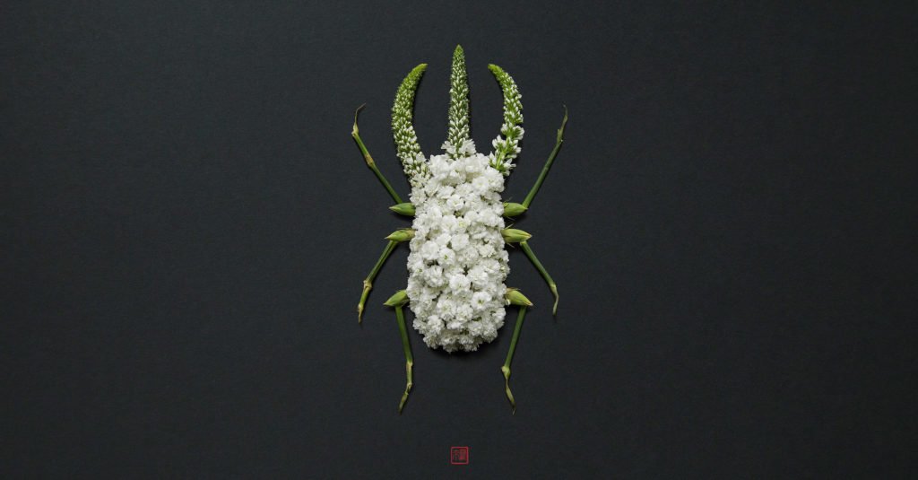 Les insectes végétaux de Raku Inoue