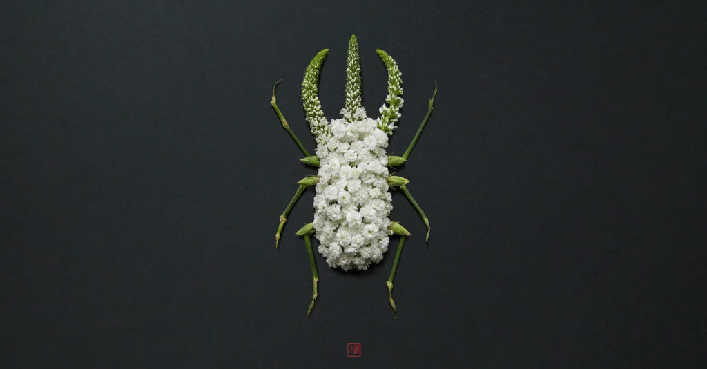 Insecte végétal
