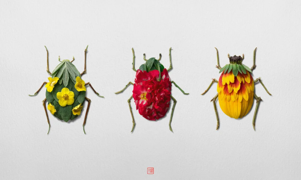 Les insectes végétaux de Raku Inoue