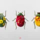 Les insectes végétaux de Raku Inoue