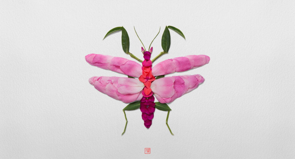 Les insectes végétaux de Raku Inoue