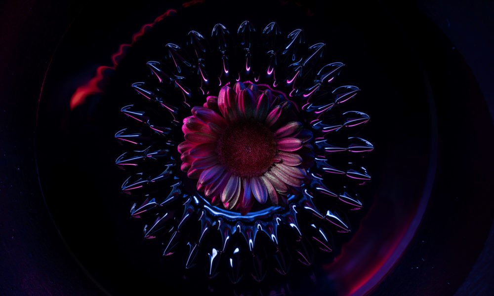 Les Ferro Flowers de Desktopography