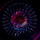 Les Ferro Flowers de Desktopography